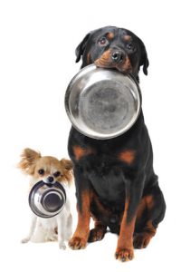 hungry rottweiler