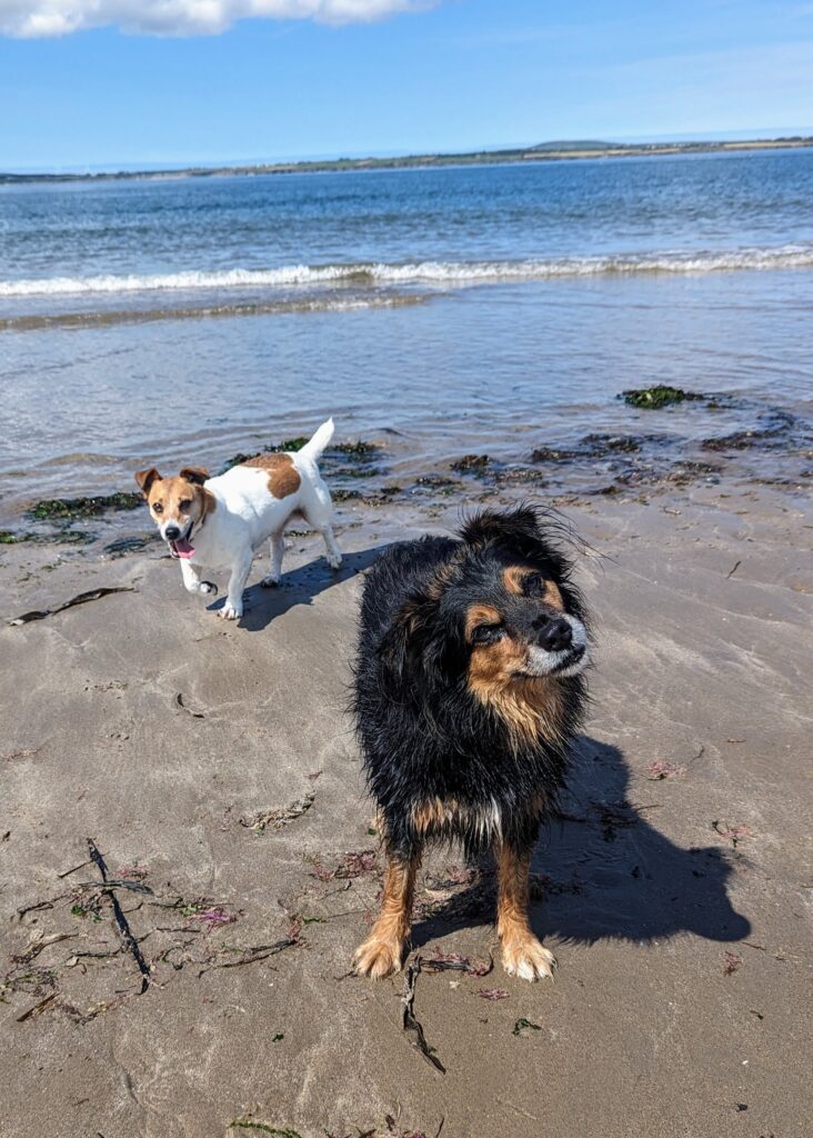 Scamp and Paddy at the beach.